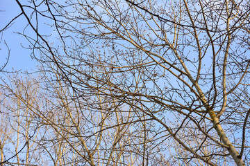 bare branches of the tree with blue sky on background wallpaper   