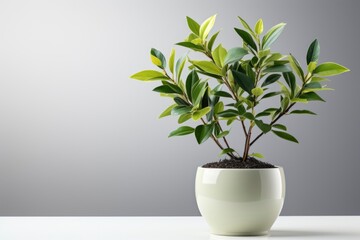 green plant in pot on grey background. copy space. design , interior ,  presentation , hobby concept. home decor style.