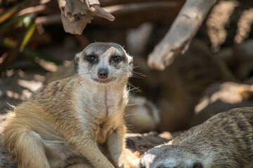 Fototapeta premium The meerkat (Suricata suricatta) or suricate is a small mongoose found in southern Africa