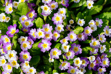 Purple primrose.
They bloom in early spring, one of the first, sometimes even before the snow completely disappears. - 677102939