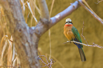 A charming bird, a white-fronted bee-eater, sits on a branch in dense thickets. Close-up photo of a bee-eater against a blurred background.