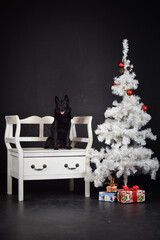 christmas photo of dog in photo studio with white christmas tree. Black background in photo studio. 