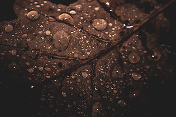 Regentropfen auf Blatt