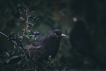 Amsel 