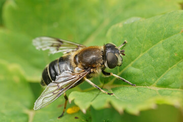Closeup on a Spring Drone Fly, Eristalis picea sitting on a green leaf in the Austrian alps