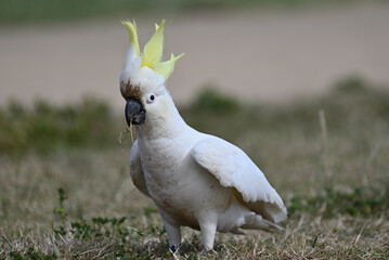 Sulphur-crested Cockatoo, its crest upright, as it holds grass in its beak while standing in a park