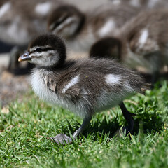 Fuzzy little Australian Wood Duck duckling, standing on grass near its brood