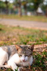 Naklejka na ściany i meble street stray cat with a relaxed pose