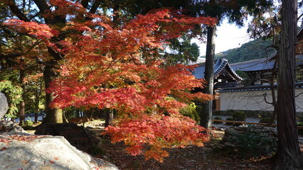 京都の紅葉