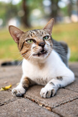 street stray cat with a relaxed pose