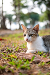 street stray cat with a relaxed pose