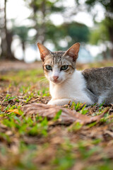 Obraz premium street stray cat with a relaxed pose