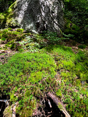 Green moss in the forest (photo from IPhone)