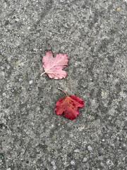 Red autumn leaves on concrete background  (photo from IPhone)