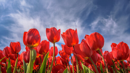 red tulips against blue sky, low angle view - Powered by Adobe