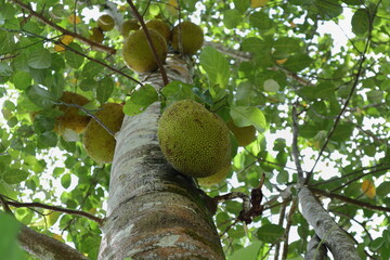 From below, a view of a Jack treetop with a Jack fruit growing on its trunk