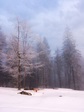 winter scenery with forest in hoarfrost. landscape with trees on snow covered hills beneath an overcast sky