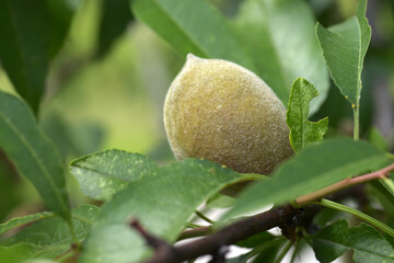 アーモンドの実