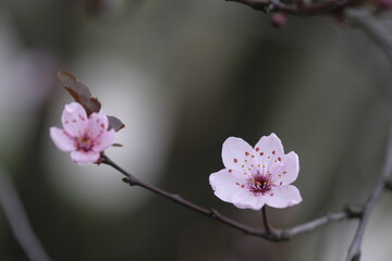 Pink apple blossoms at the end of the branch.