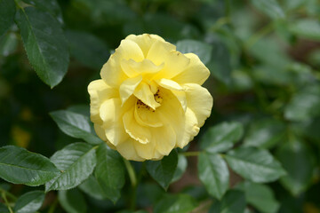 ブラウニー・ローズ　バラの花