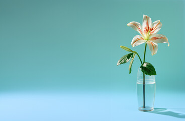 isolated lily flower in a glass vase, summer banner with a copy space