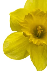 Poster Im Rahmen Flower of yellow Daffodil (narcissus) close-up, isolated on white background © Gheorghiu