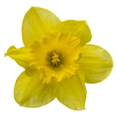 Fotobehang Flower of yellow Daffodil (narcissus) close-up, isolated on white background © Gheorghiu