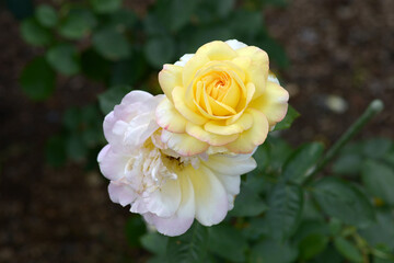 ミツコ　バラの花