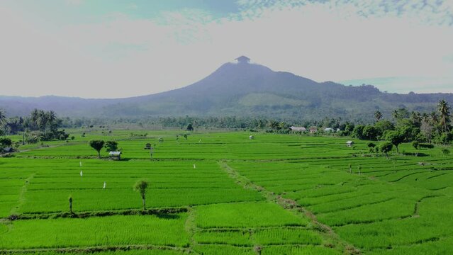 The drone moves forward, showing an aerial view of green rice fields, huts in the middle and Mount Seulawah Agam in the background.