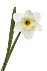 Fototapeten Flower of white Daffodil (narcissus), isolated on white background © Gheorghiu