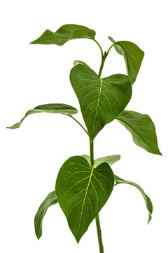 Green Leaves Of Lilac, Syringa Vulgaris, Isolated On White Background