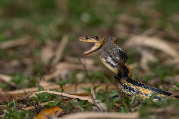 Aggressive radiated ratsnake coelognathus radiata, posing defensive and opening its mouth, natural bokeh background 