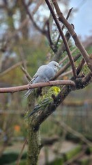 Fototapeta premium Singvogel