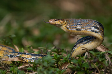 Aggressive radiated ratsnake coelognathus radiata, posing defensive and opening its mouth, natural bokeh background 