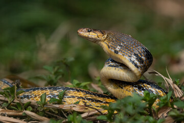 Aggressive radiated ratsnake coelognathus radiata, posing defensive and opening its mouth, natural bokeh background 