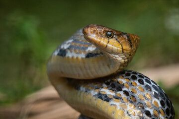Aggressive radiated ratsnake coelognathus radiata, posing defensive and opening its mouth, natural bokeh background 