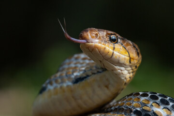 Aggressive radiated ratsnake coelognathus radiata, posing defensive and opening its mouth, natural bokeh background 