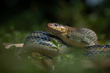 Aggressive radiated ratsnake coelognathus radiata, posing defensive and opening its mouth, natural bokeh background 