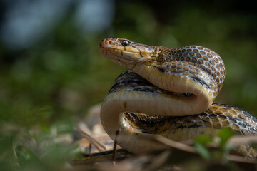 Aggressive radiated ratsnake coelognathus radiata, posing defensive and opening its mouth, natural bokeh background 