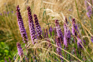 Liatris spicata ( lat. Liatris spicata ) is a herbaceous corm plant for flower garden in a natural style