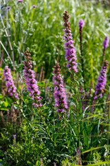 Obraz premium Liatris spicata ( lat. Liatris spicata ) is a herbaceous corm plant for flower garden in a natural style