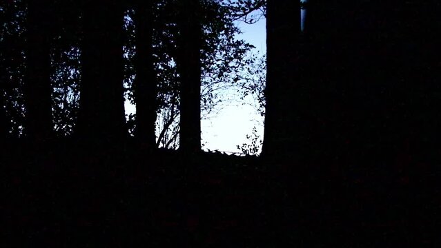 Dark forest with black tree silhouettes in blue hour sunset creates mysterious atmosphere and halloween atmosphere with spooky trees and dark forest silhouettes and blue sunset light for mystery films