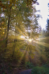 Sonnenstrahlen im nebligen Herbst Wald