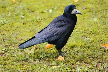 
Portrait of a rook, (Corvus frugilegus) family Corvidae, Hanover, Germany.
