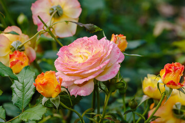 Beautiful roses in the garden. Blooming Roses on the Bush. Growing roses in the garden