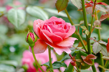 Beautiful roses in the garden. Blooming Roses on the Bush. Growing roses in the garden