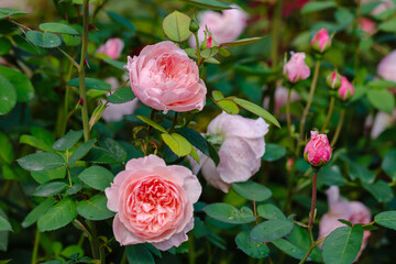 Beautiful roses in the garden. Blooming Roses on the Bush. Growing roses in the garden