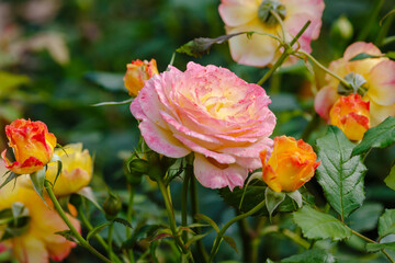 Beautiful roses in the garden. Blooming Roses on the Bush. Growing roses in the garden