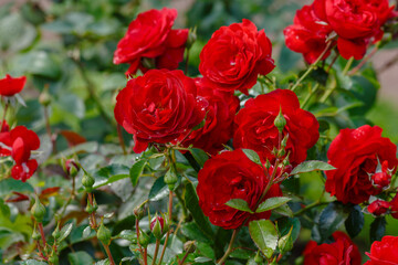 Beautiful roses in the garden. Blooming Roses on the Bush. Growing roses in the garden