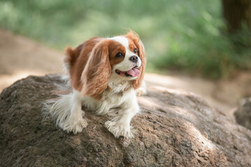 Portrait of a beautiful purebred Cavalier King Charles Spaniel on a stone in the forest. - obrazy, fototapety, plakaty